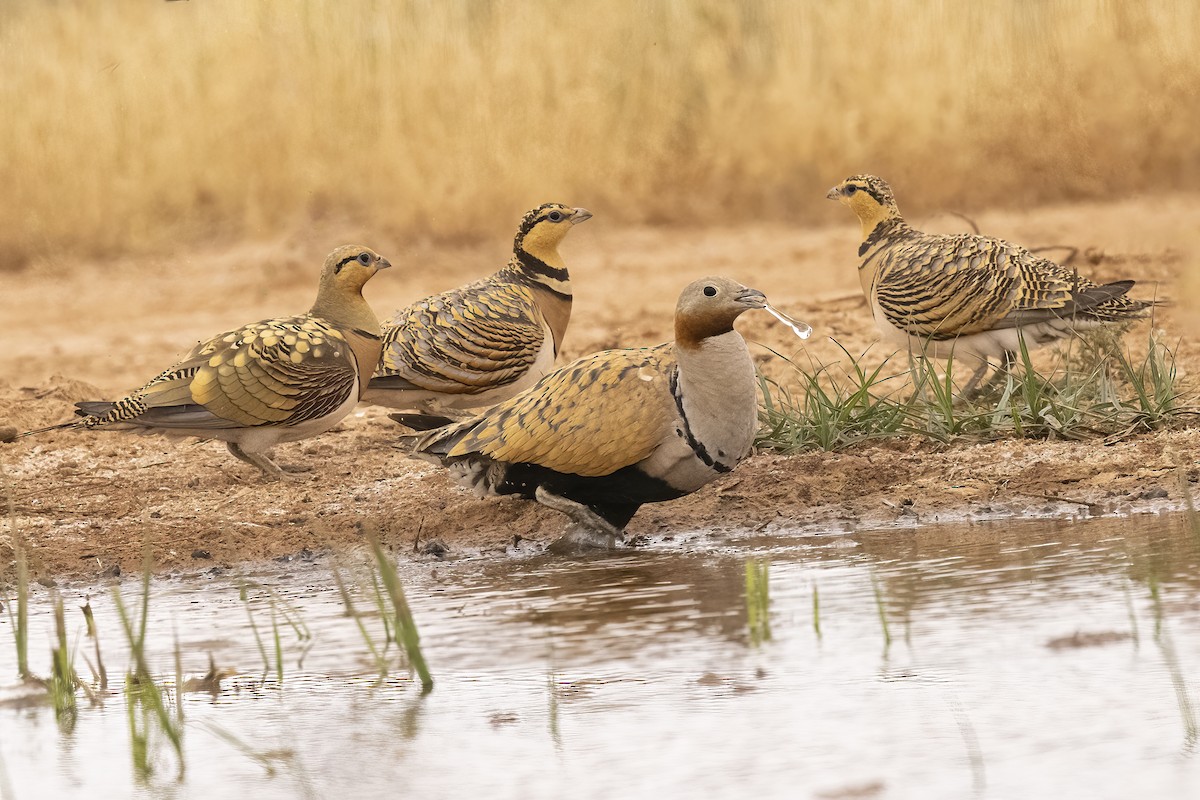 Black-bellied Sandgrouse - ML618484399