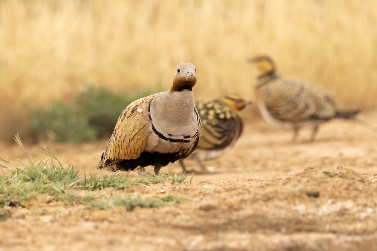 Black-bellied Sandgrouse - ML618484403