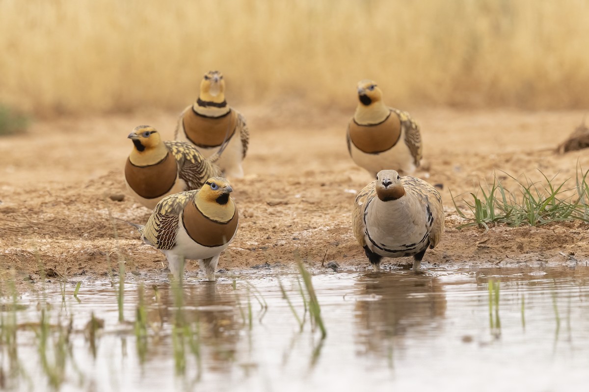 Black-bellied Sandgrouse - ML618484409