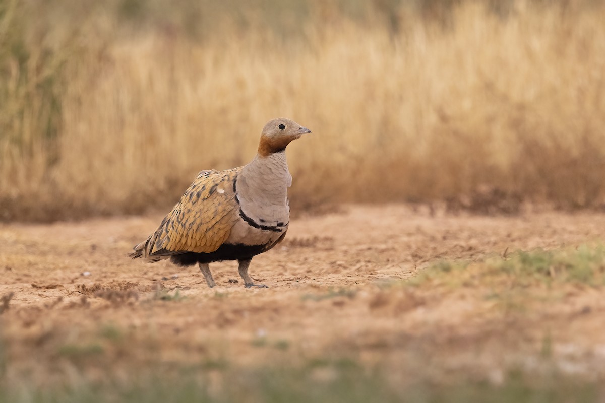 Black-bellied Sandgrouse - ML618484412