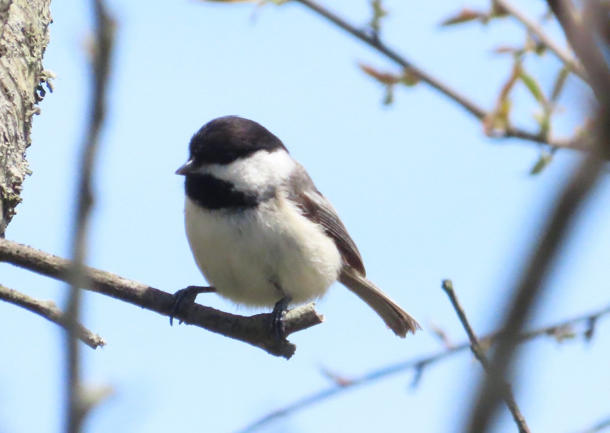 Black-capped Chickadee - Tammy Elizabeth