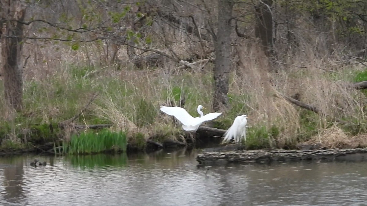 Great Egret - ML618484445