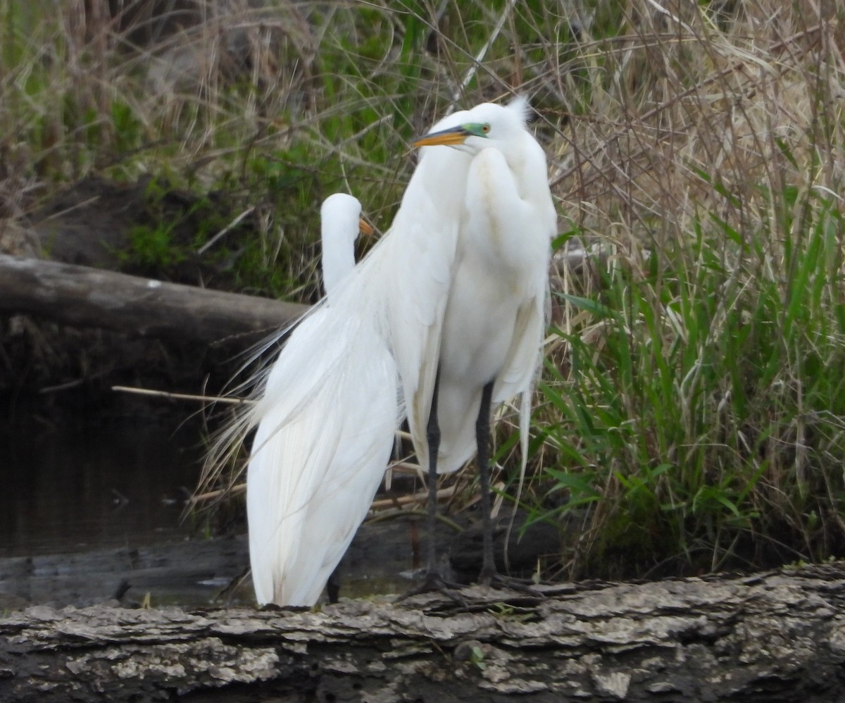 Great Egret - ML618484446