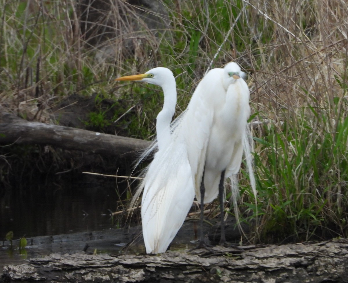 Great Egret - ML618484447