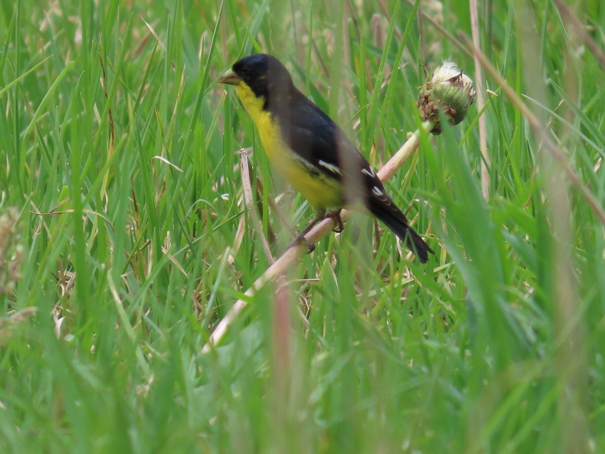 Lesser Goldfinch - Manuel y Juanita Franco Angel