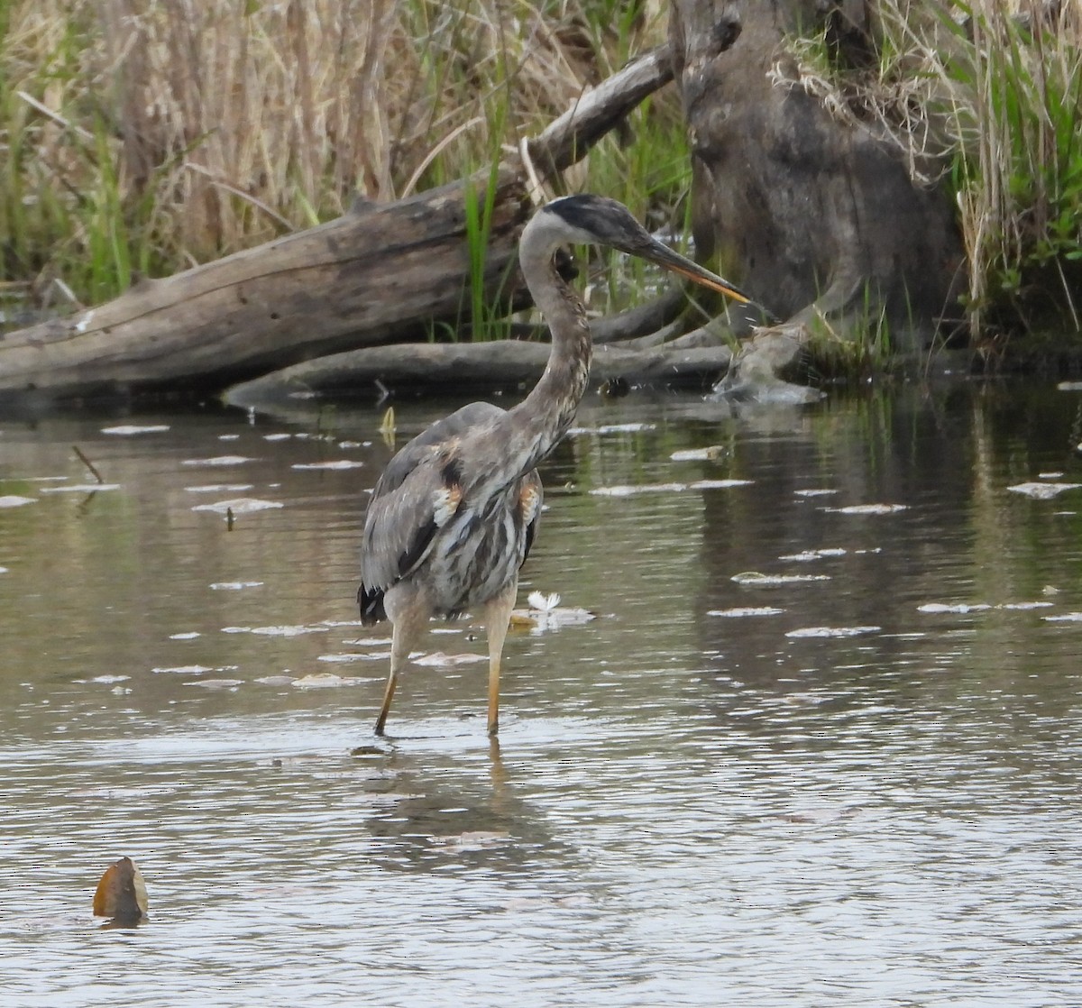 Great Blue Heron - ML618484471