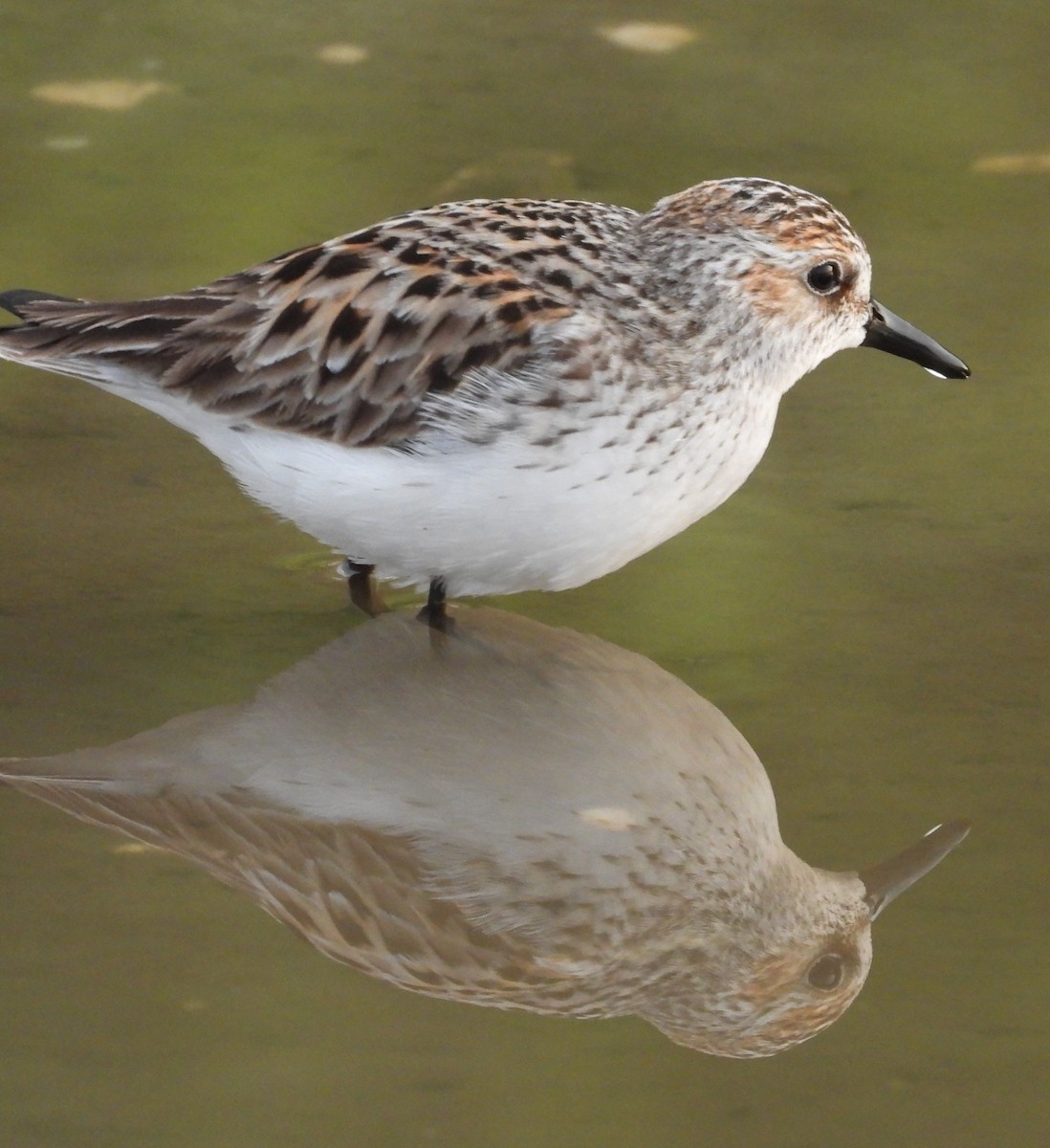 Semipalmated Sandpiper - ML618484472