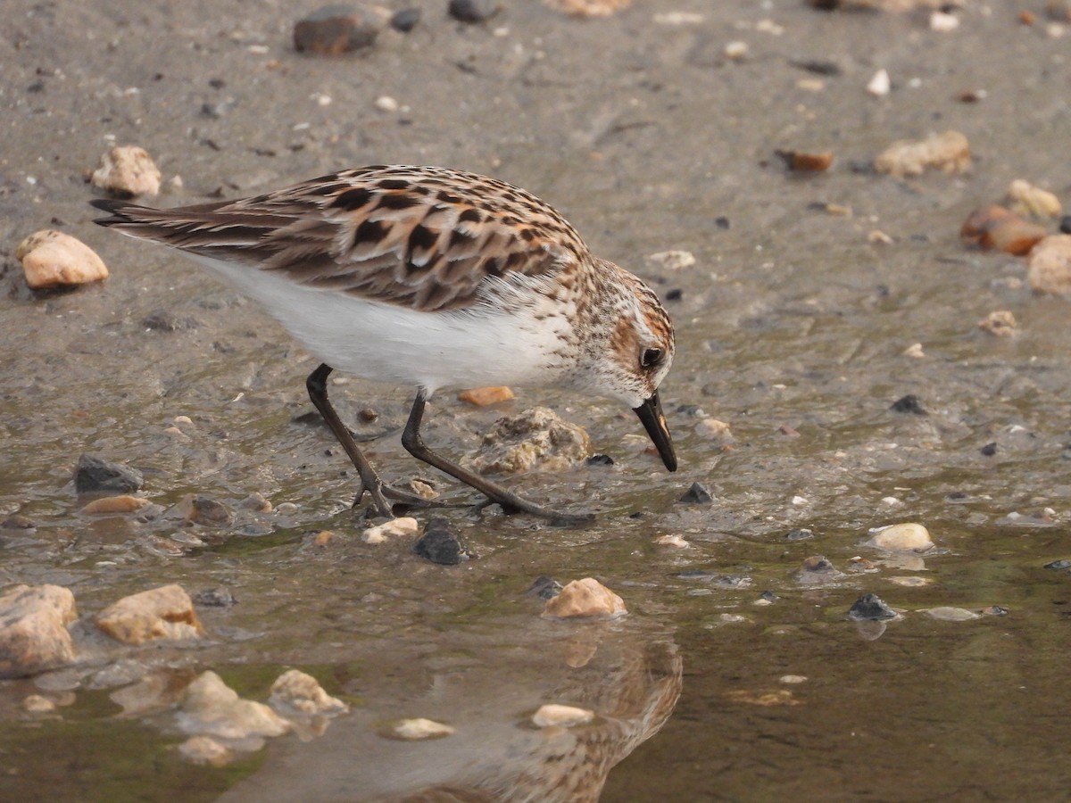 Semipalmated Sandpiper - ML618484473