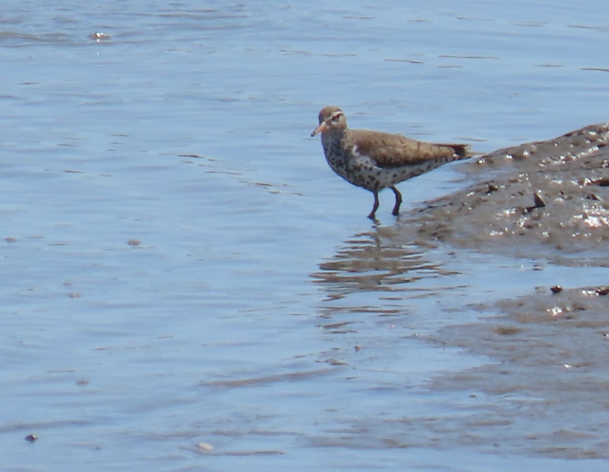 Spotted Sandpiper - ML618484479