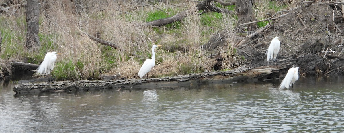 Great Egret - ML618484485