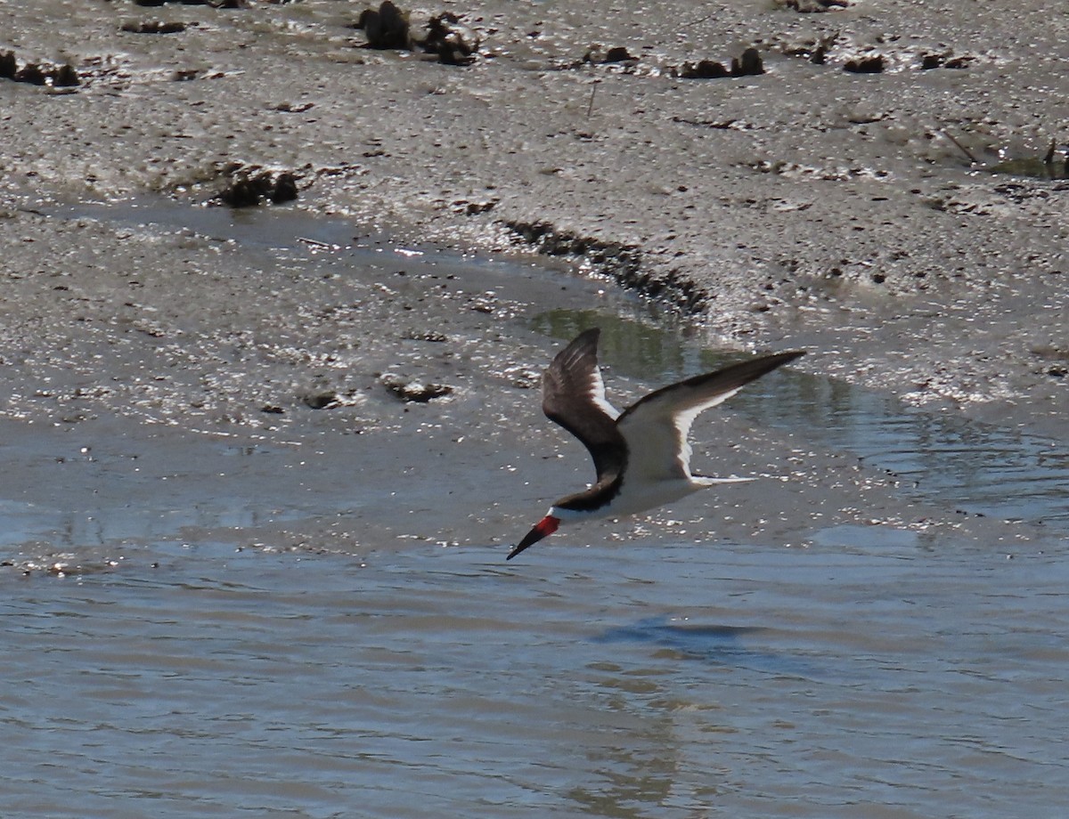 Black Skimmer - ML618484491