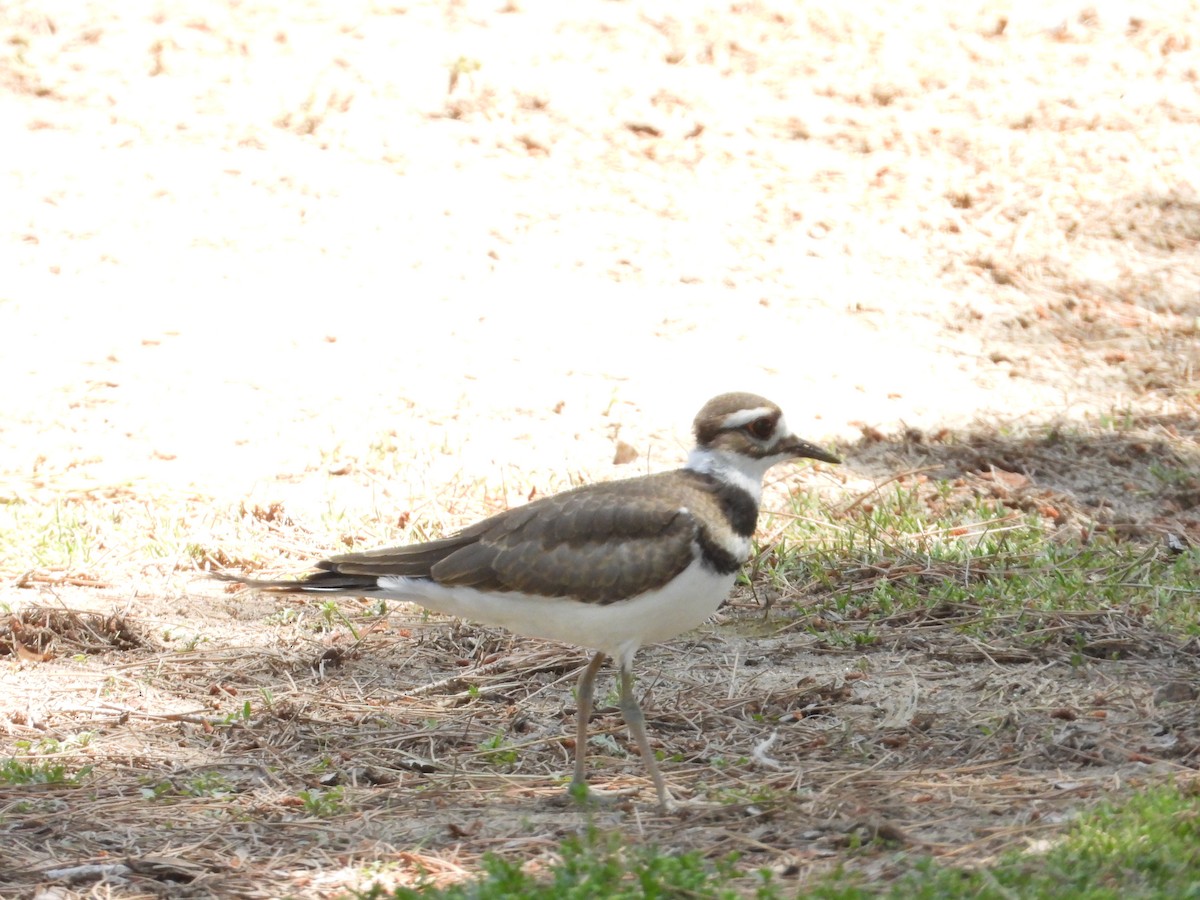 Killdeer - ML618484501