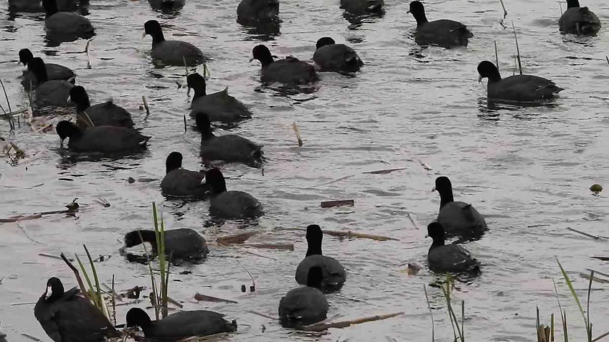 American Coot - ML618484515