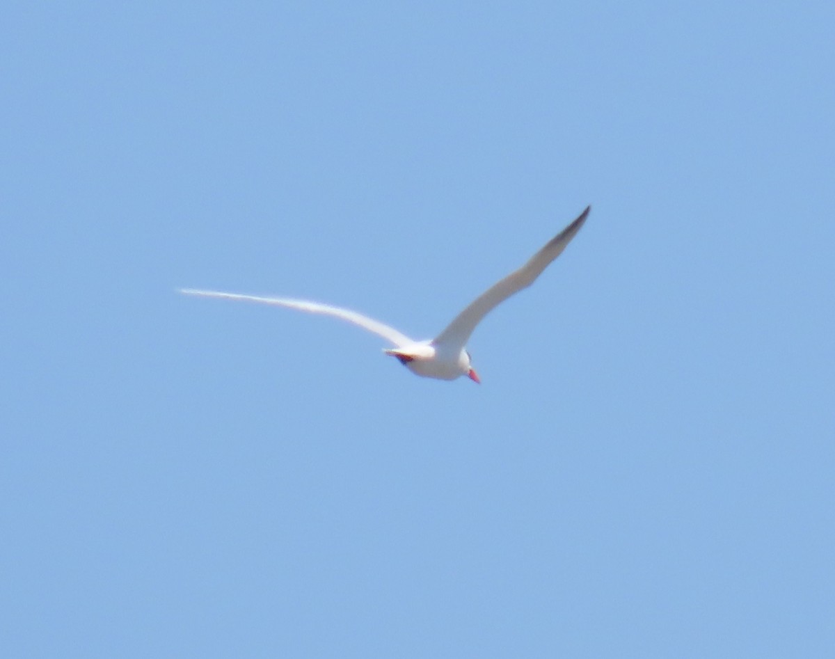 Caspian Tern - ML618484518