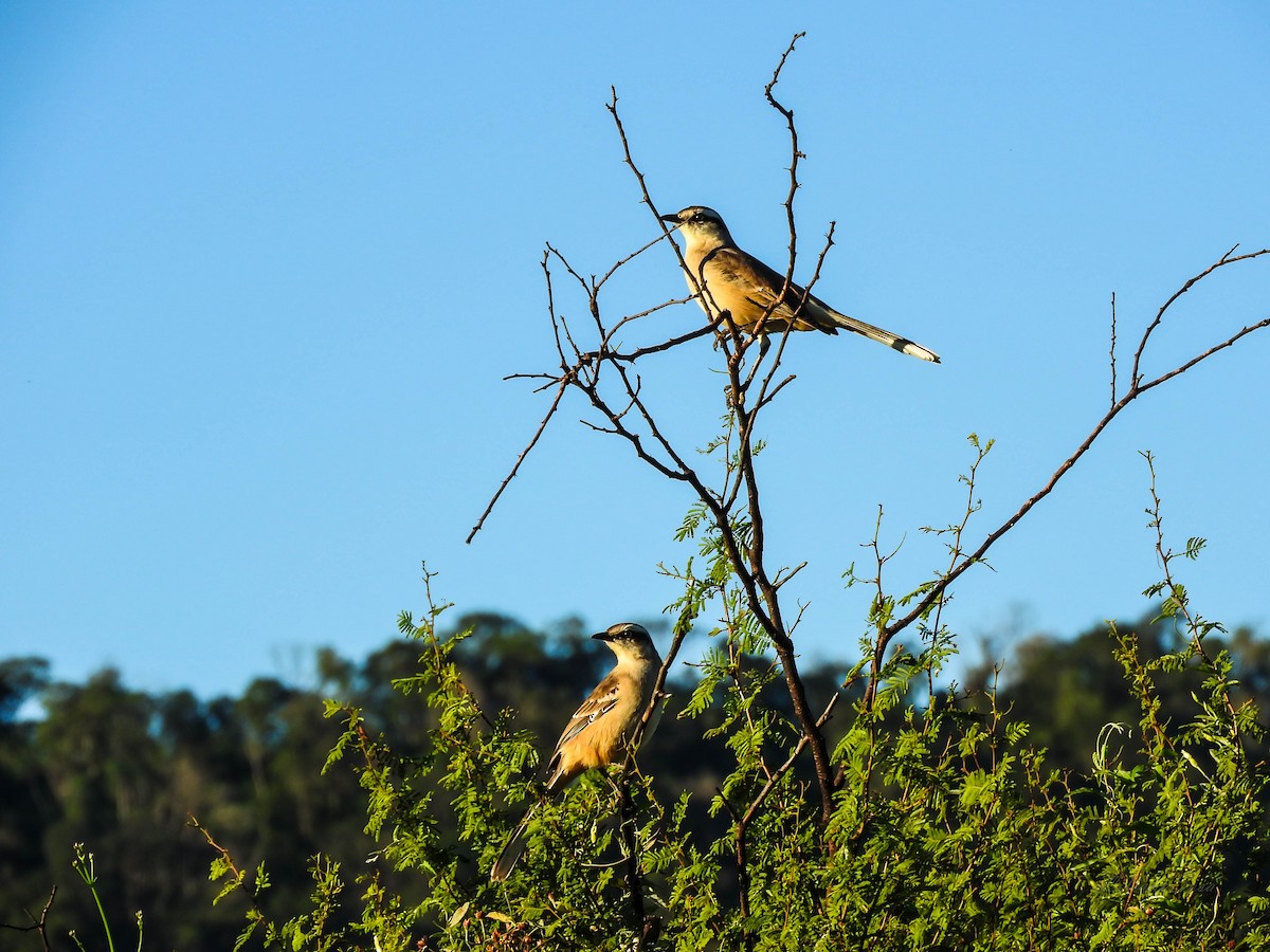 Chalk-browed Mockingbird - ML618484520