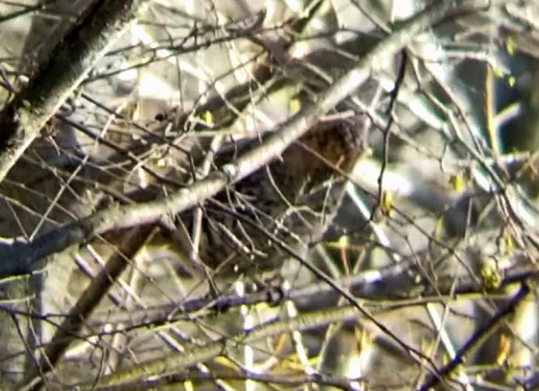 Ruffed Grouse - Jules Pellerin