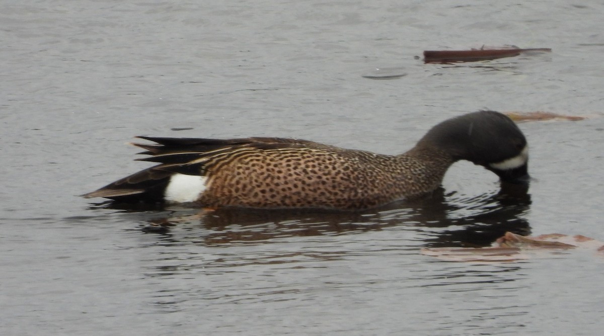 Blue-winged Teal - ML618484533