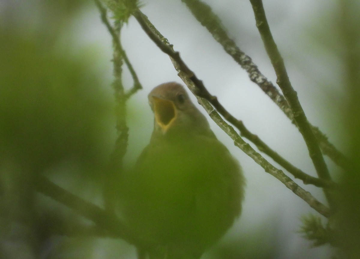 Thrush Nightingale - ML618484556