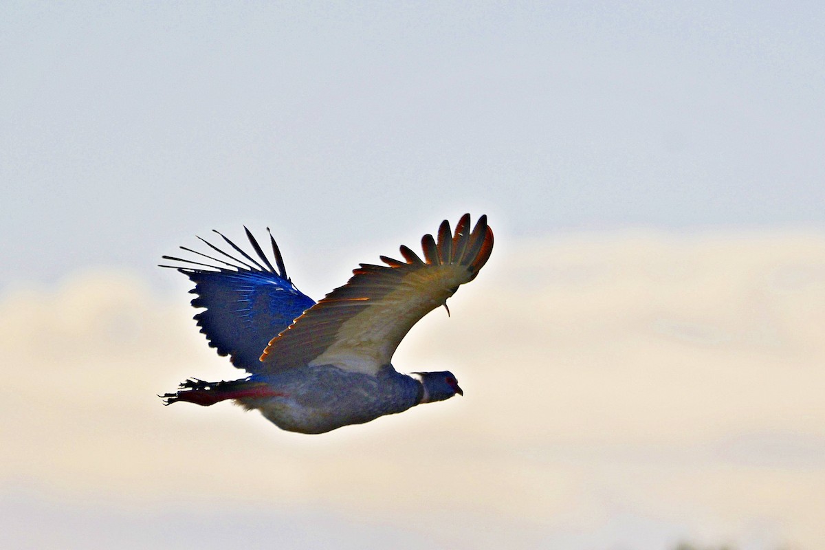 Southern Screamer - ML618484560