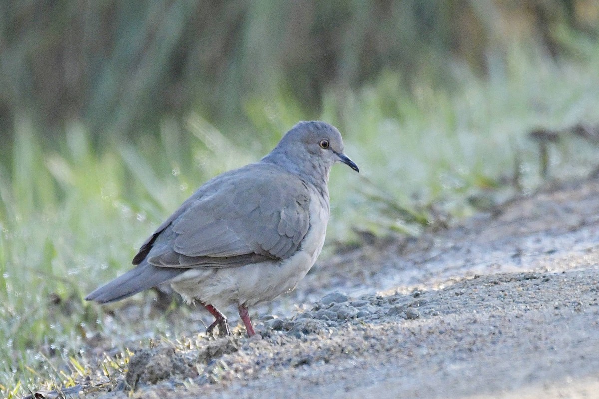 White-tipped Dove - Marcelo Cuadrado