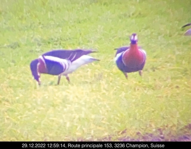 Red-breasted Goose - Claude Schaller