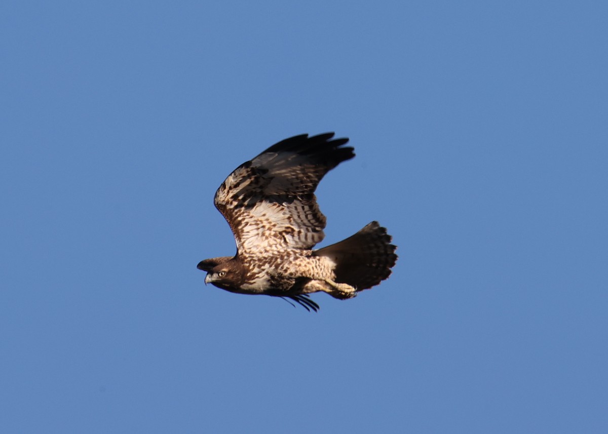 Red-tailed Hawk - Linda Dalton