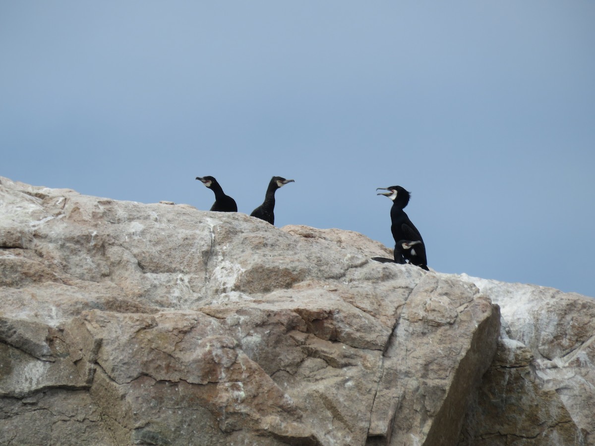 Great Cormorant (North Atlantic) - ML618484594