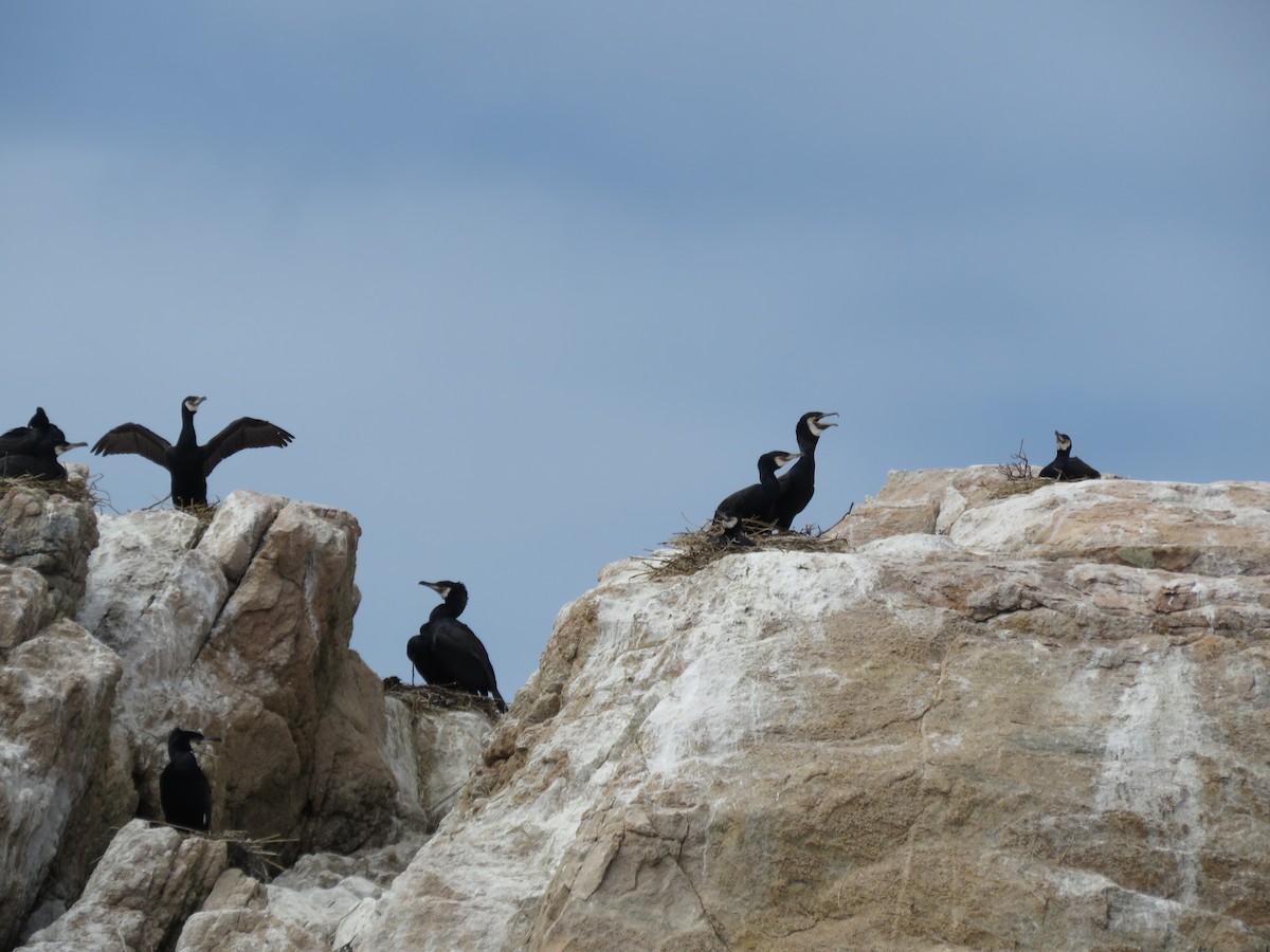 Great Cormorant (North Atlantic) - Curtis Mahon