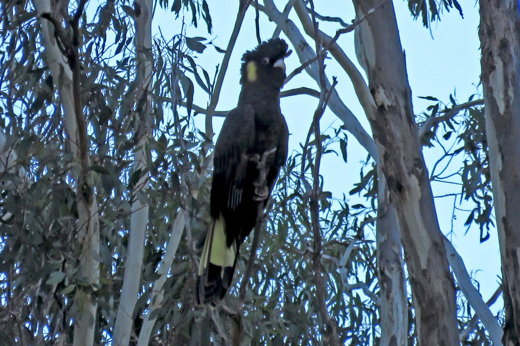 Cacatúa Fúnebre Coliamarilla - ML618484604