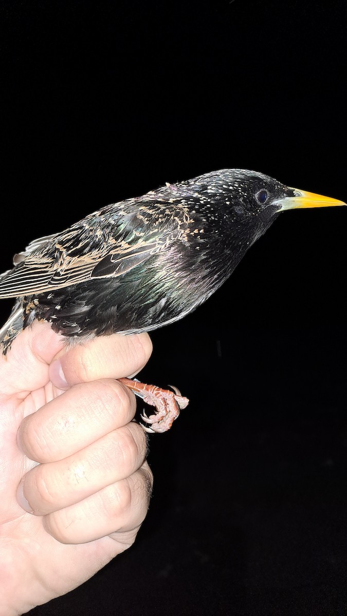 European Starling - ML618484606