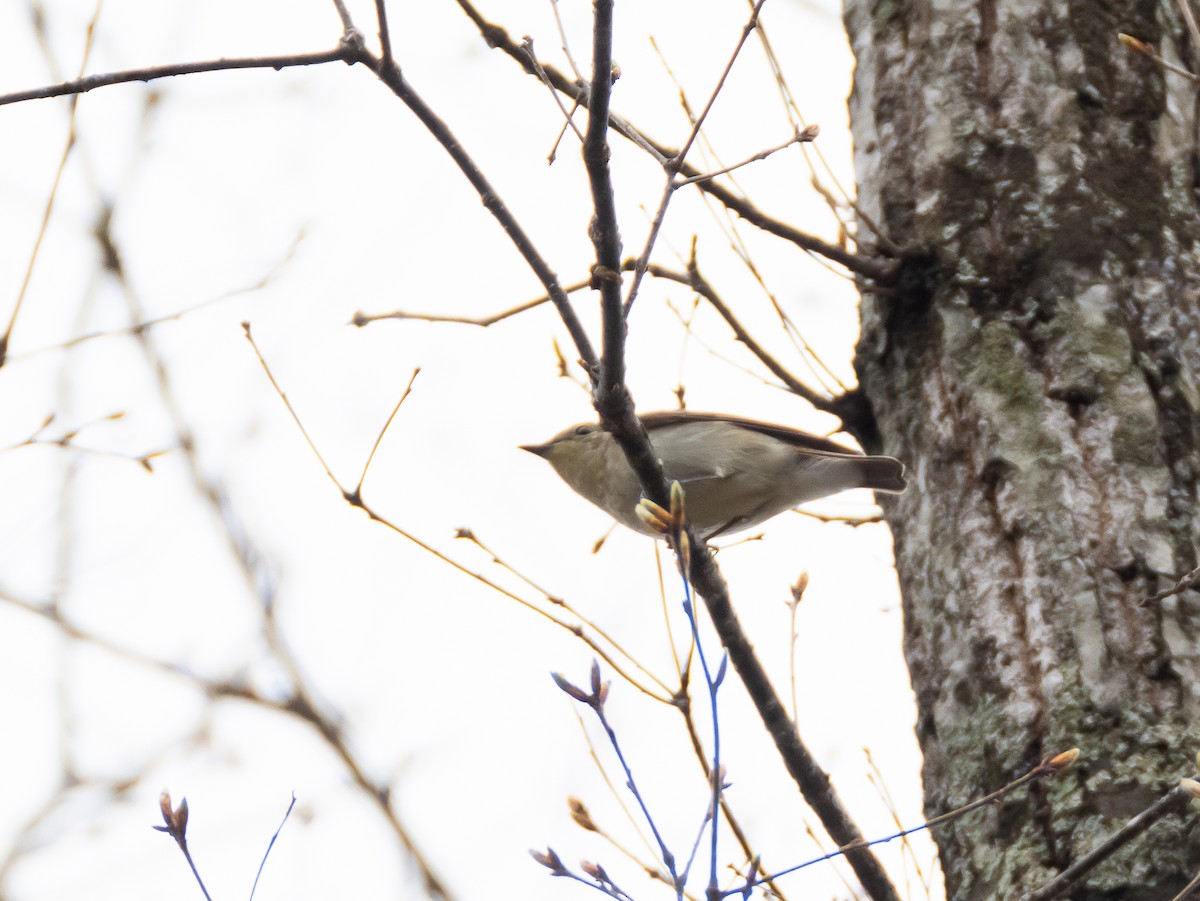 Narcissus Flycatcher - Hiroyuki Tamura