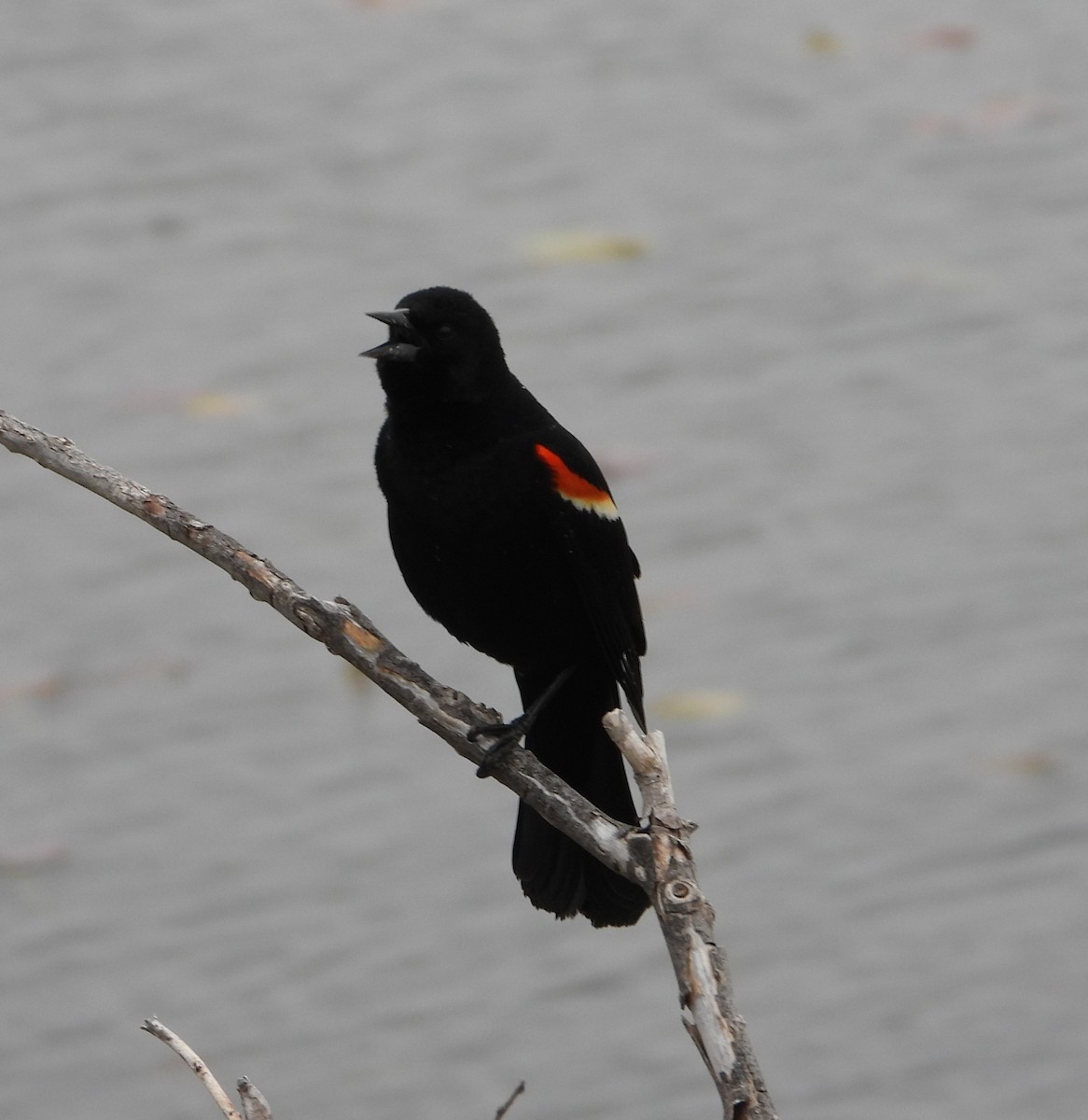 Red-winged Blackbird - ML618484612