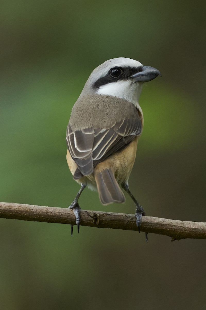 Brown Shrike (Philippine) - ML618484630