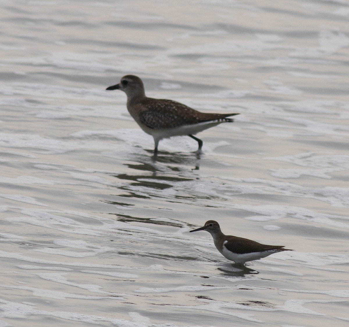 Common Sandpiper - ML618484653