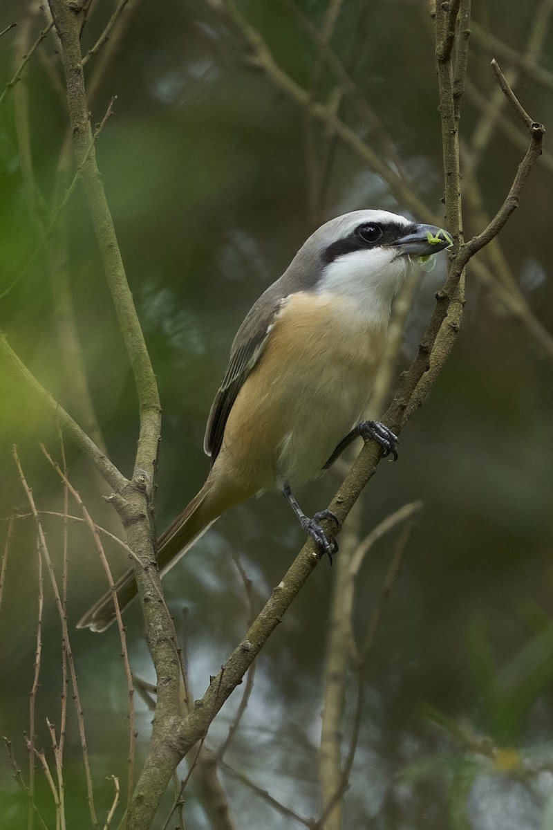 Brown Shrike (Philippine) - ML618484659