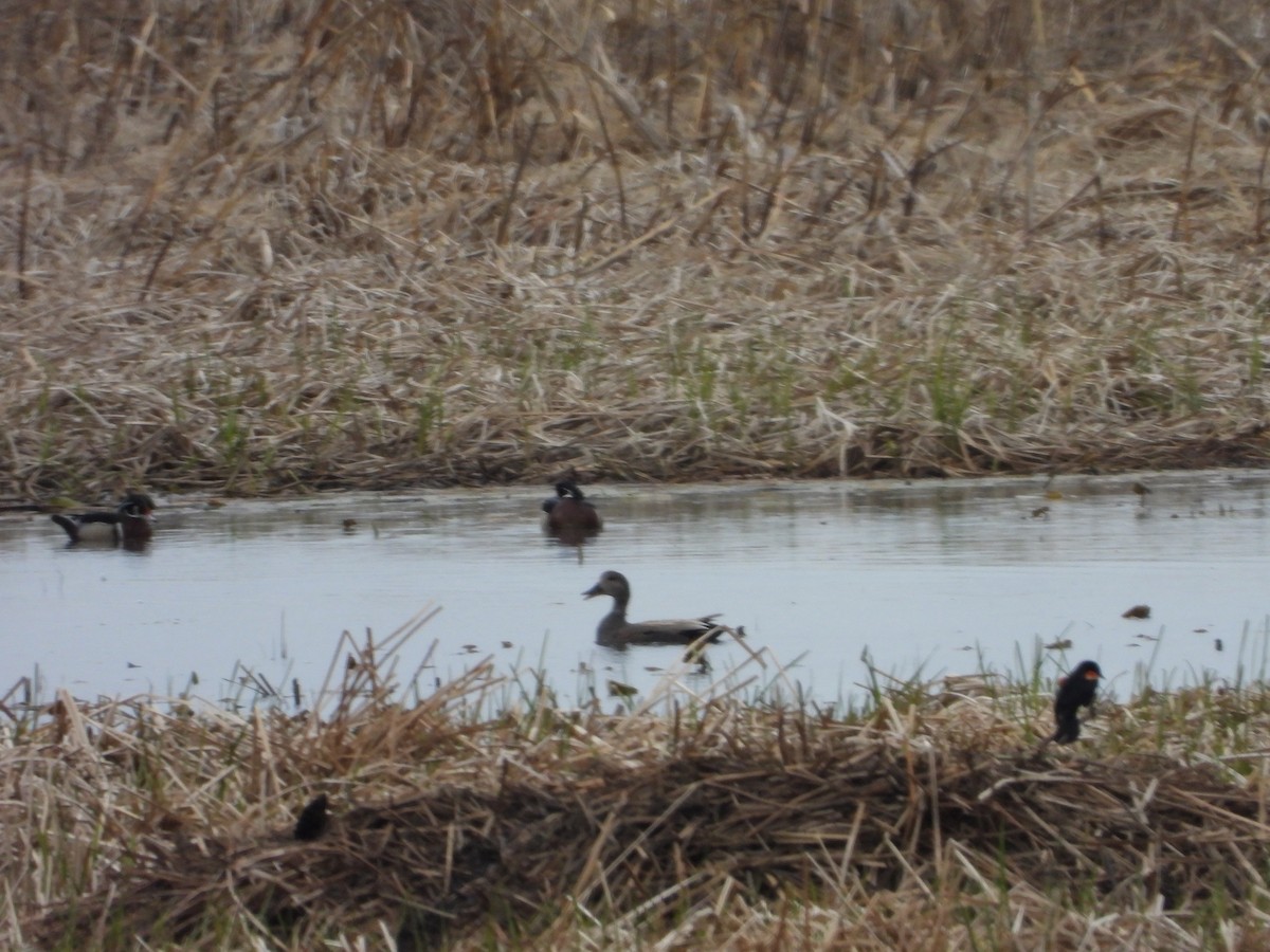 Wood Duck - ML618484662