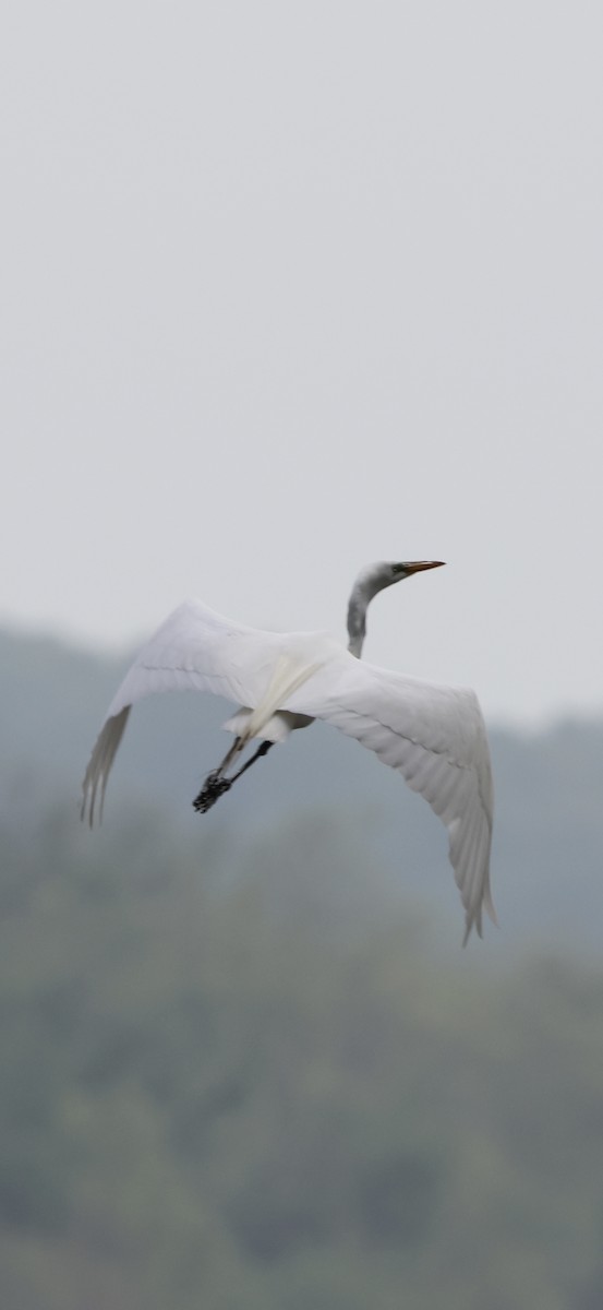 Great Egret - ML618484669