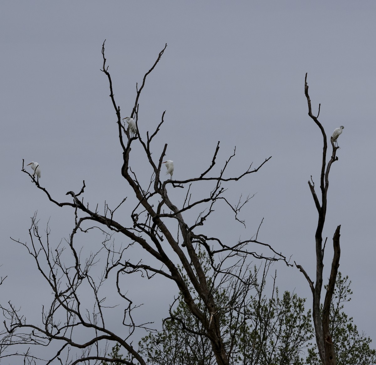 Great Egret - ML618484672