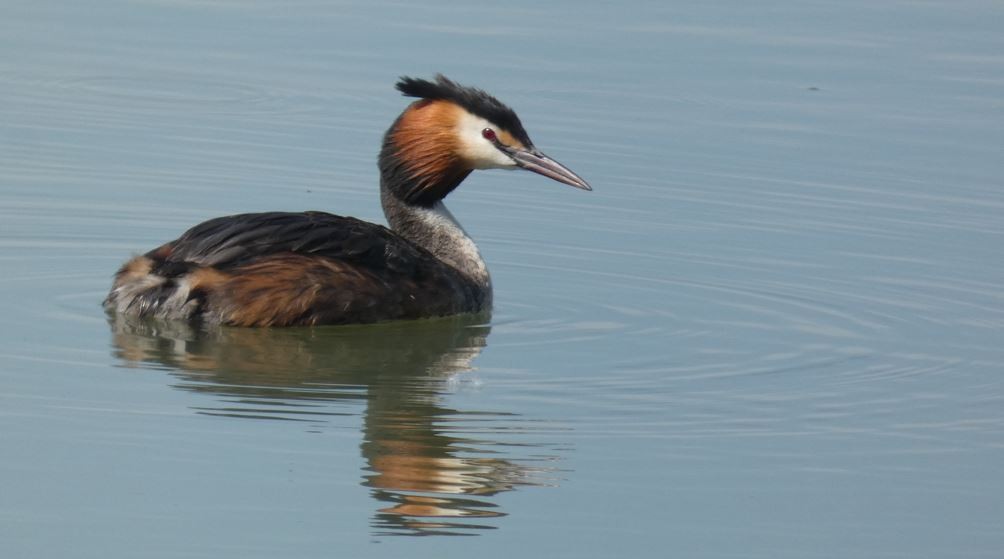 Great Crested Grebe - ML618484673