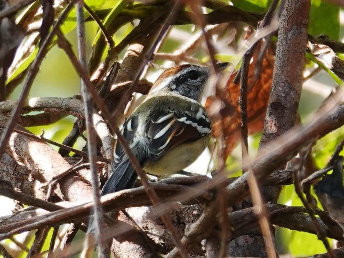 Rusty-winged Antwren - Barry Reed