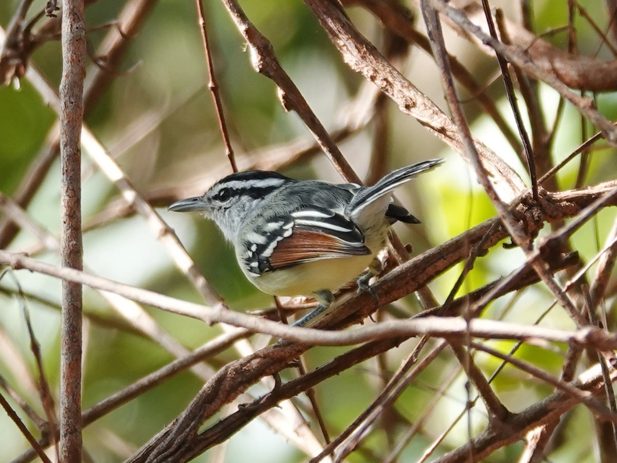 Rusty-winged Antwren - ML618484722