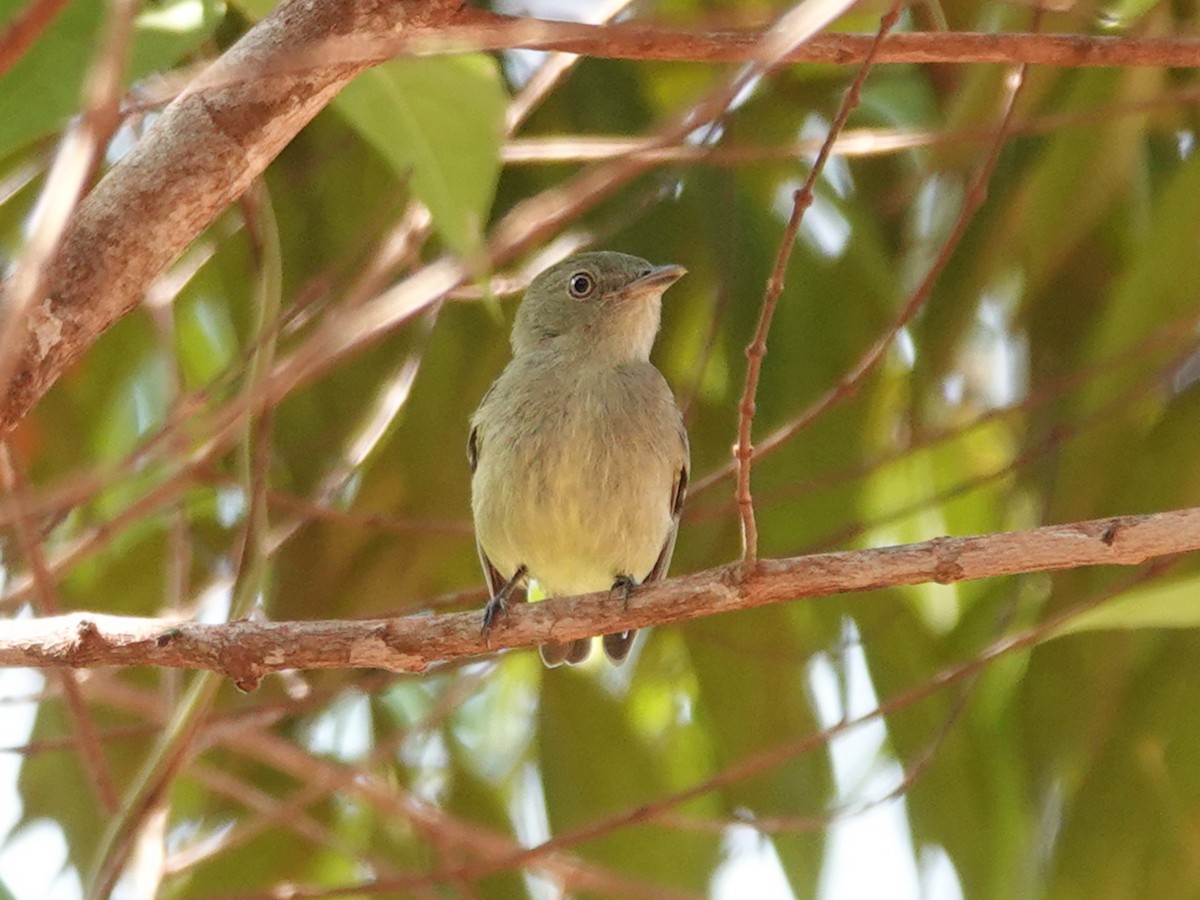 Dwarf Tyrant-Manakin - ML618484745