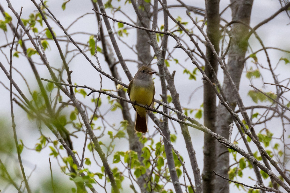 Great Crested Flycatcher - Matt Newman