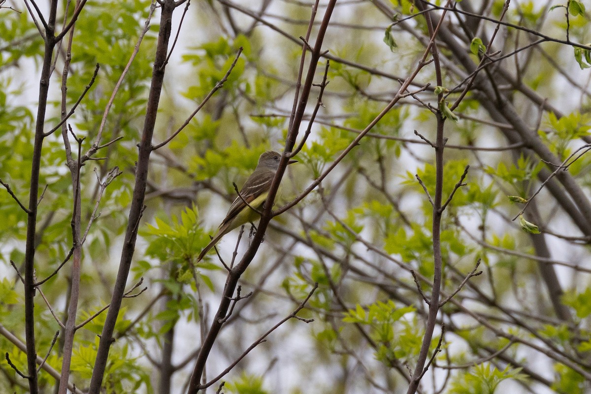 Great Crested Flycatcher - Matt Newman