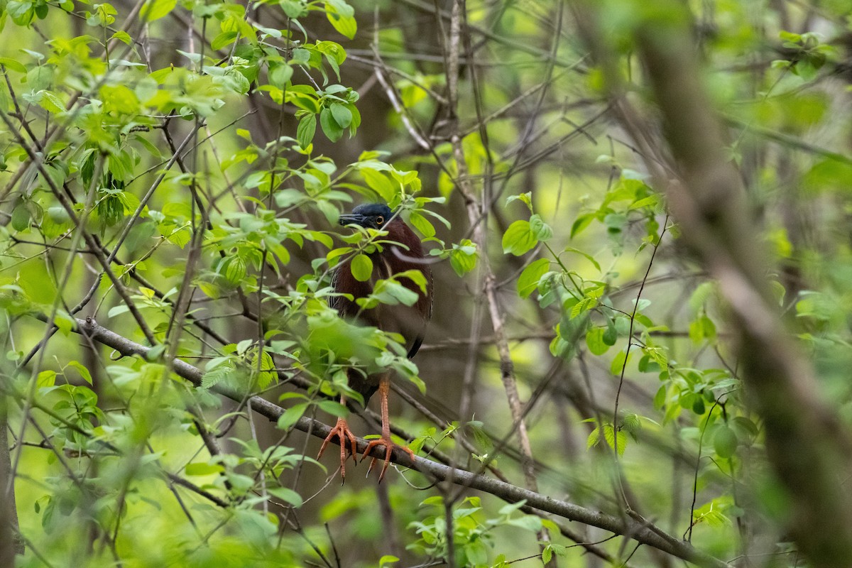 Green Heron - ML618484765