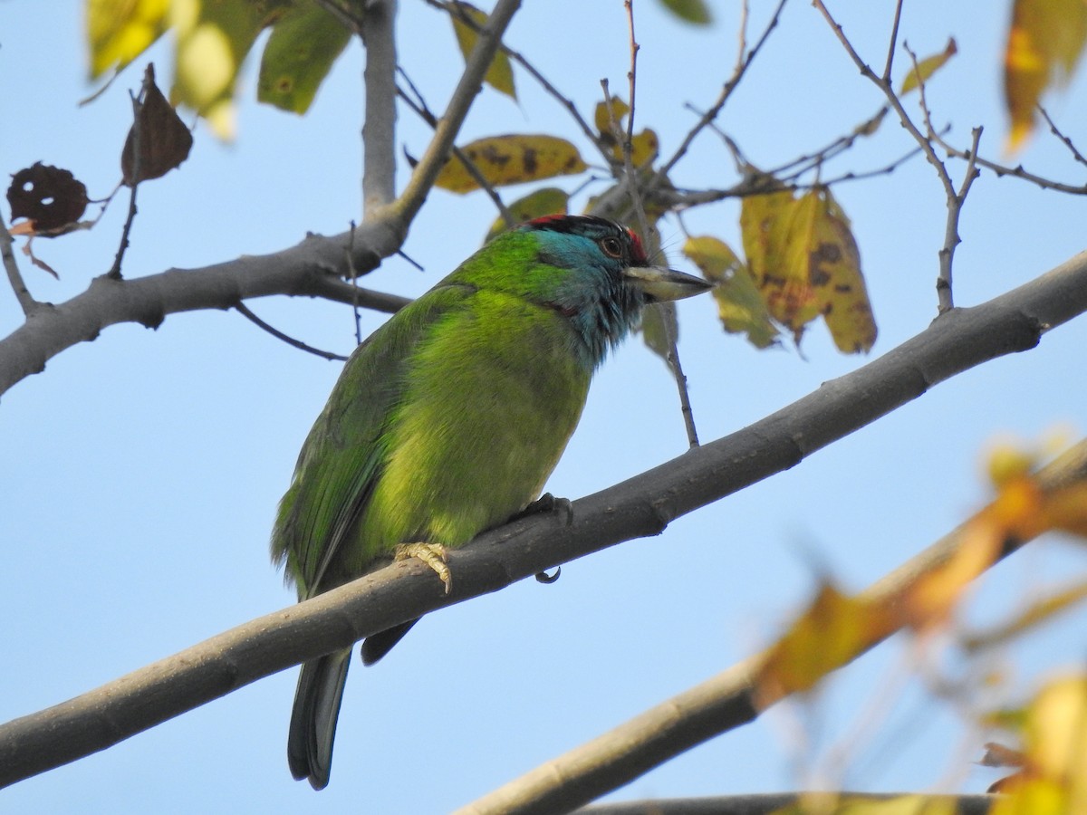 Mavi Boğazlı Barbet - ML618484769