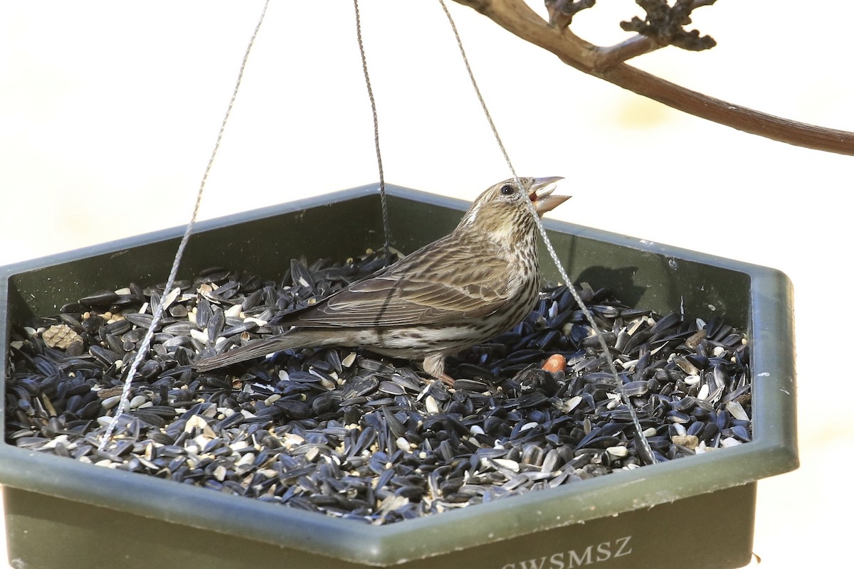 Cassin's Finch - ML618484773