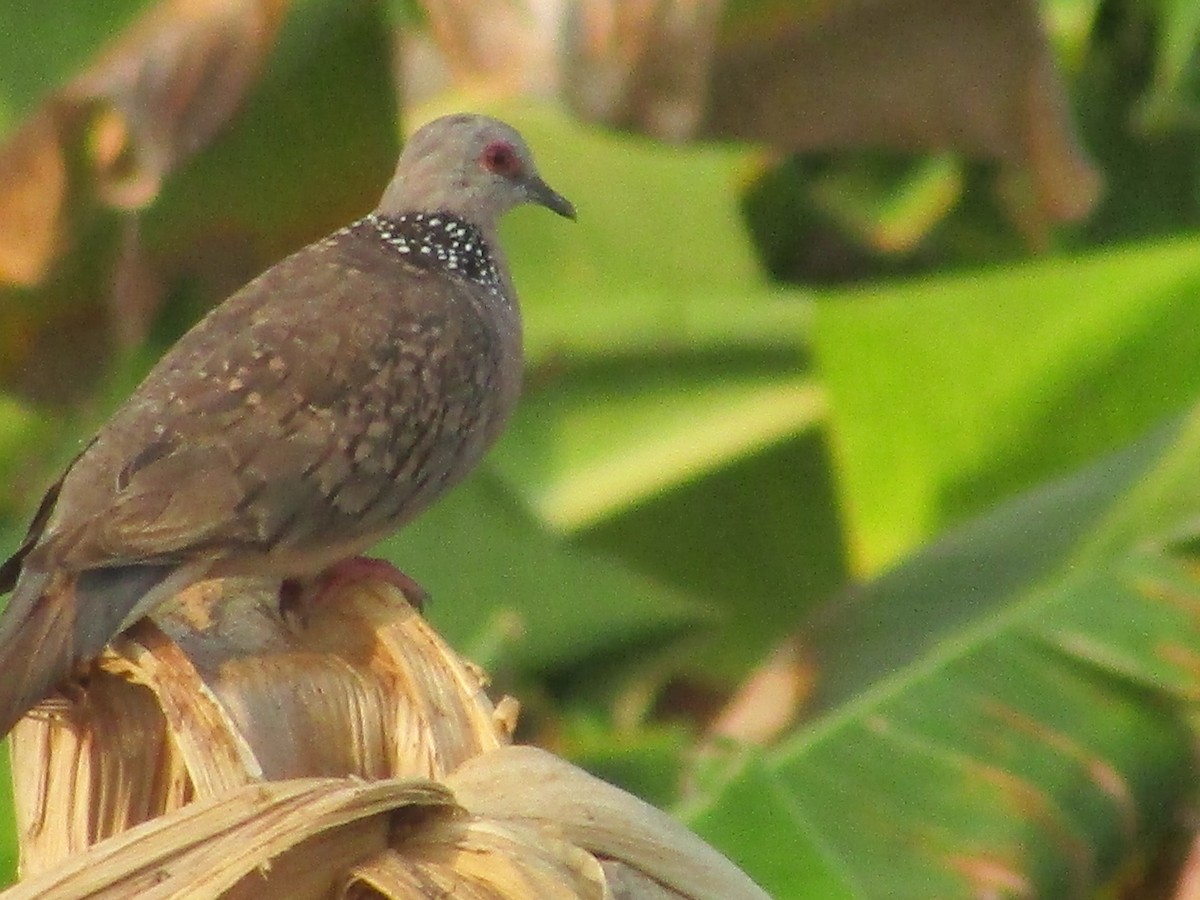 Spotted Dove - ML618484784