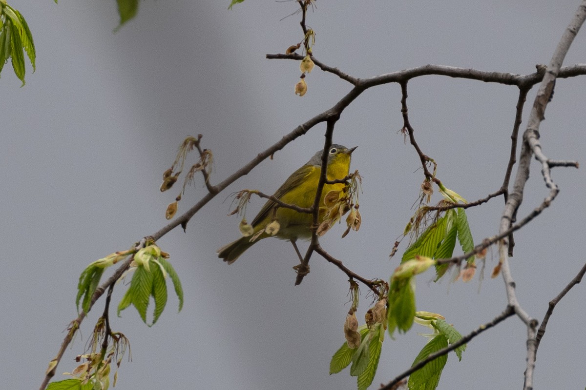 Nashville Warbler - Matt Newman