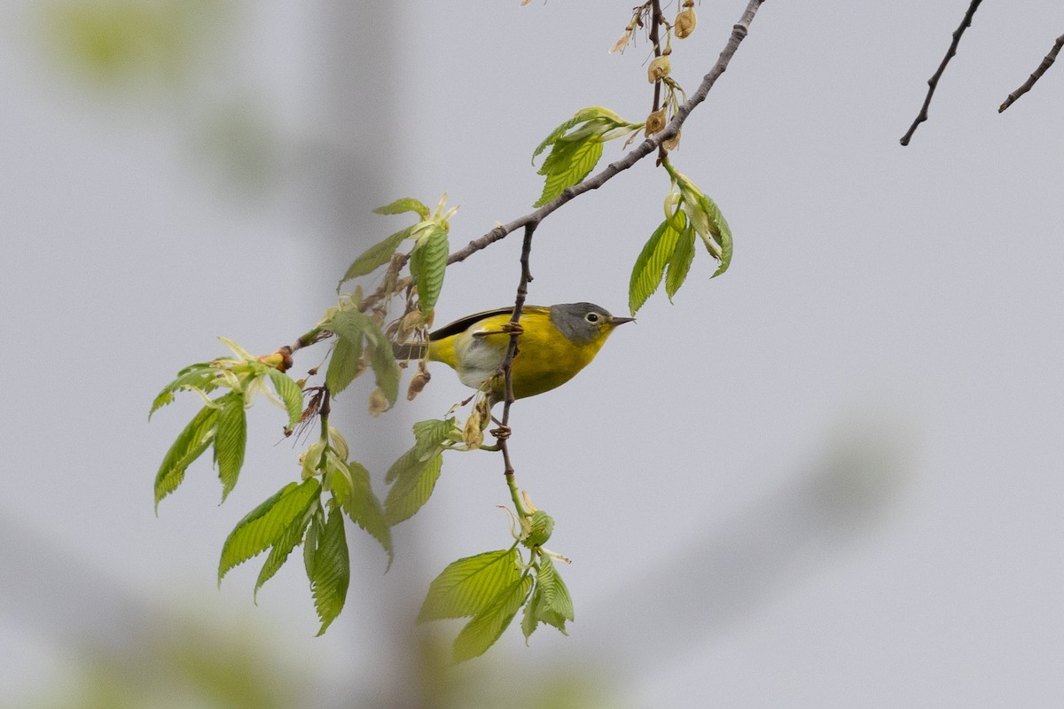 Nashville Warbler - Matt Newman